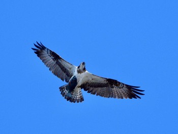 Osprey 城ヶ島 Sat, 2/4/2023