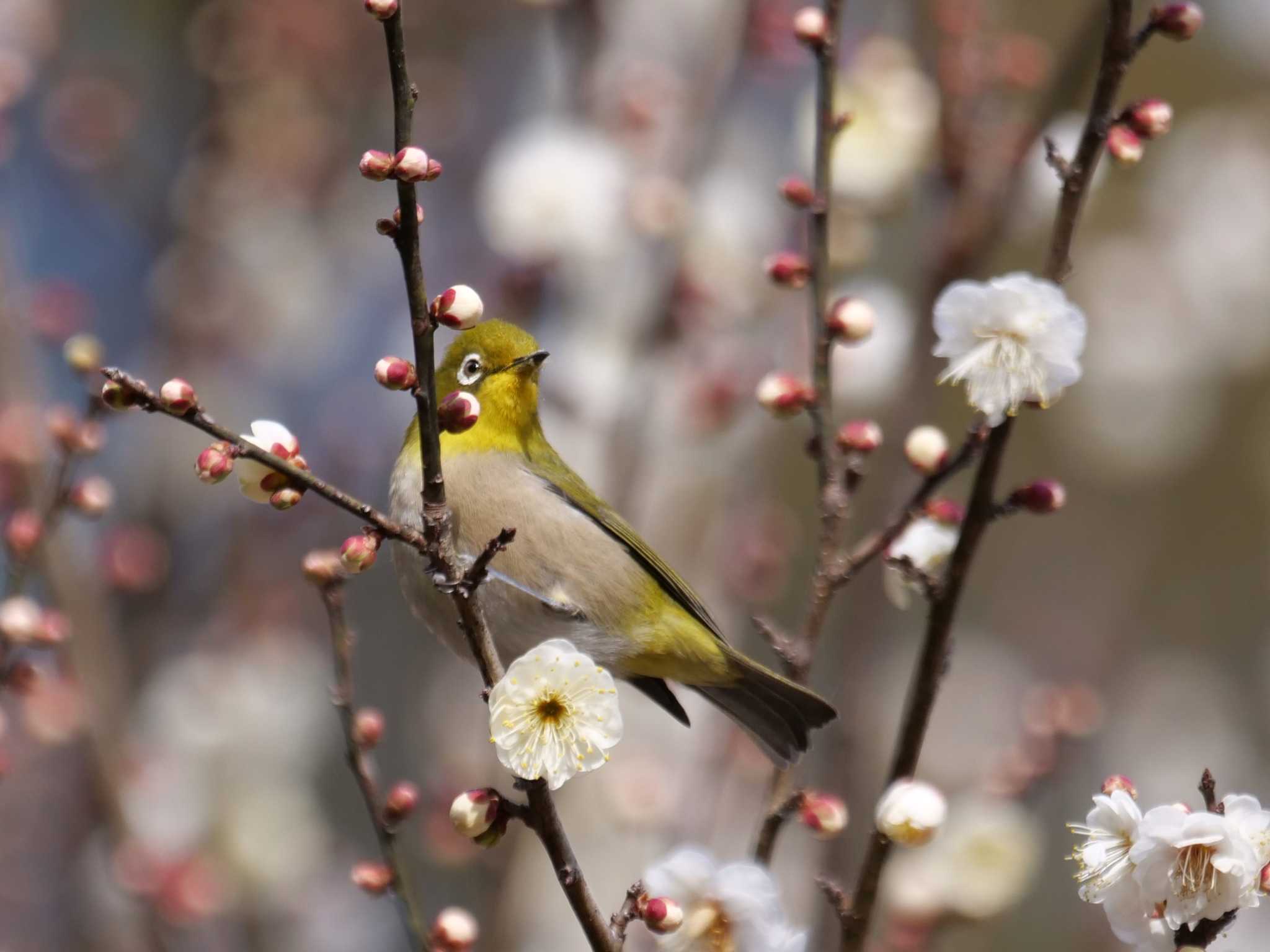 都内近郊 メジロの写真 by little birds