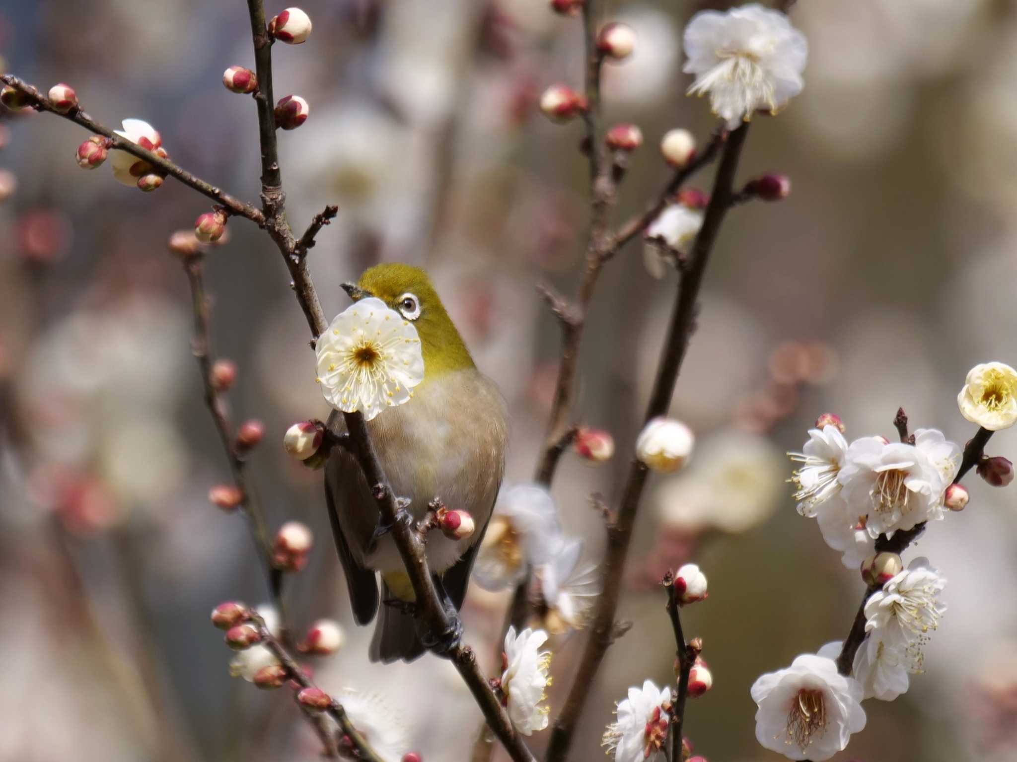 都内近郊 メジロの写真 by little birds