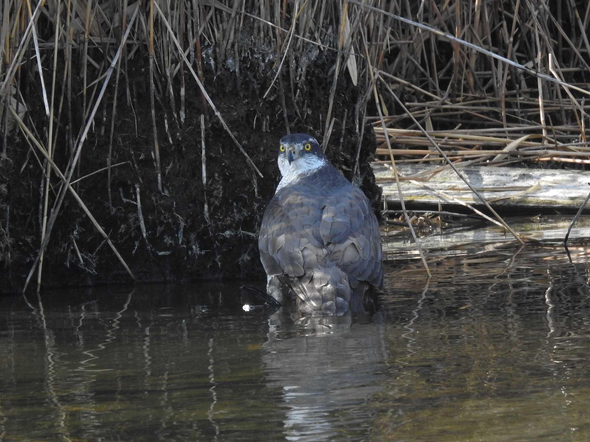 愛知県西尾市 オオタカの写真 by どらお