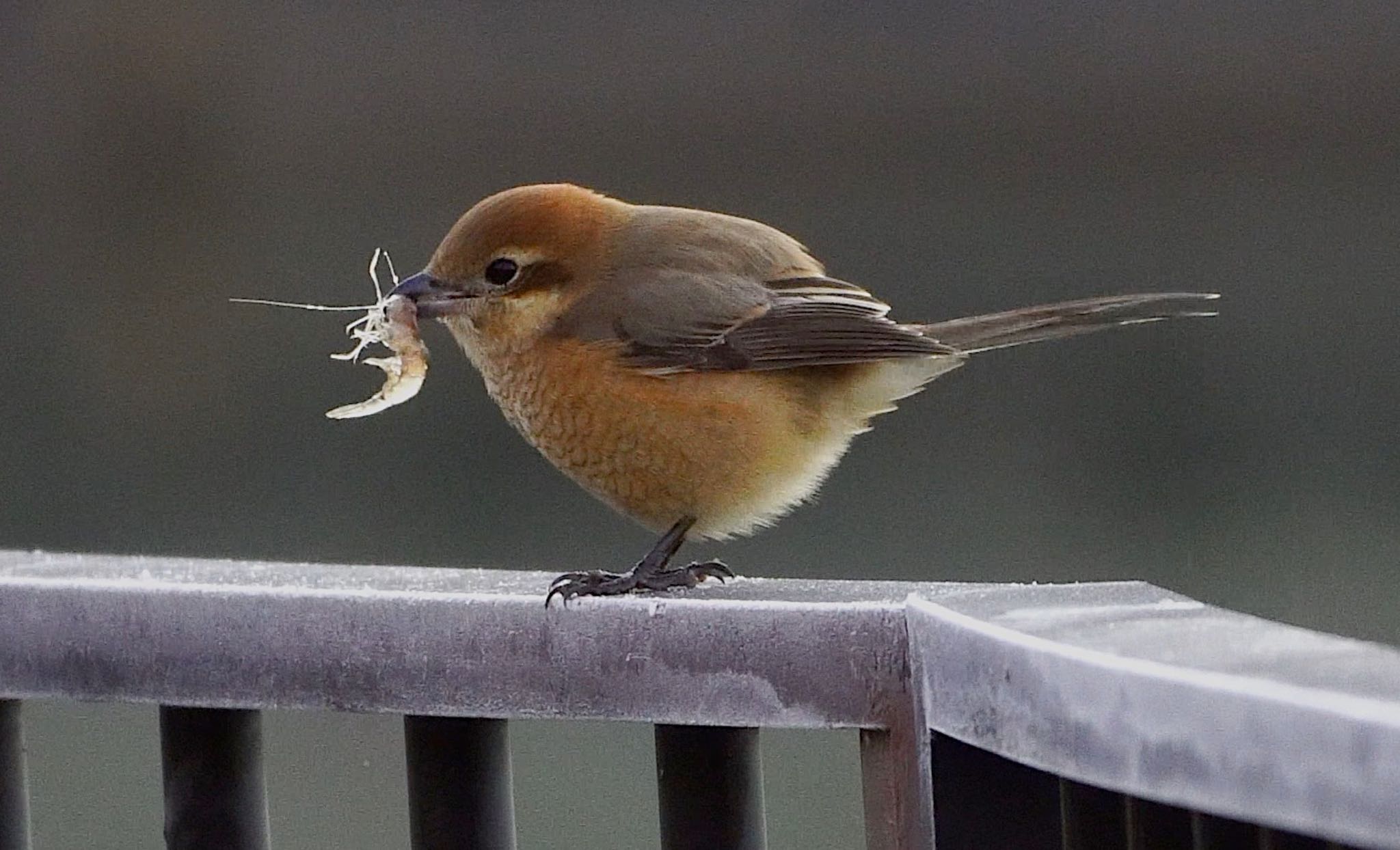 Photo of Bull-headed Shrike at 千里南公園 by アルキュオン