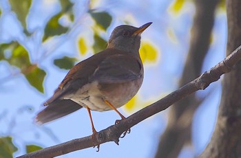 2023年2月4日(土) 千里南公園の野鳥観察記録
