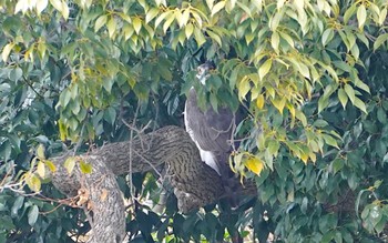 2023年2月4日(土) 万代池の野鳥観察記録