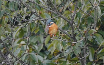 Common Kingfisher 万代池 Sat, 2/4/2023