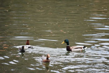 マガモ 千里中央公園(大阪府豊中市) 2023年2月4日(土)