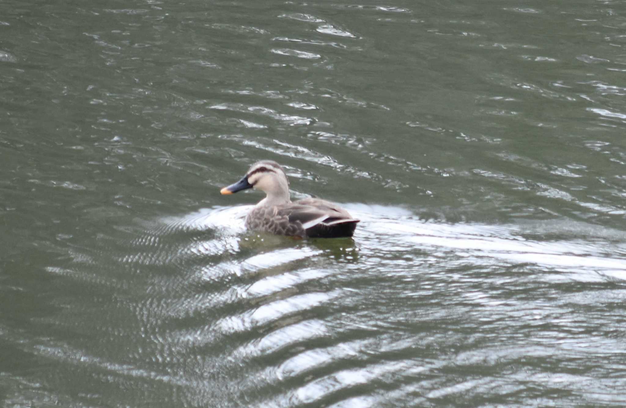 千里中央公園(大阪府豊中市) マガモの写真 by 米谷雅之