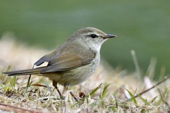 ウグイス 大濠公園 2023年2月4日(土)