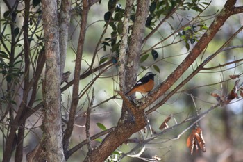 2023年2月4日(土) 静岡県森林公園の野鳥観察記録