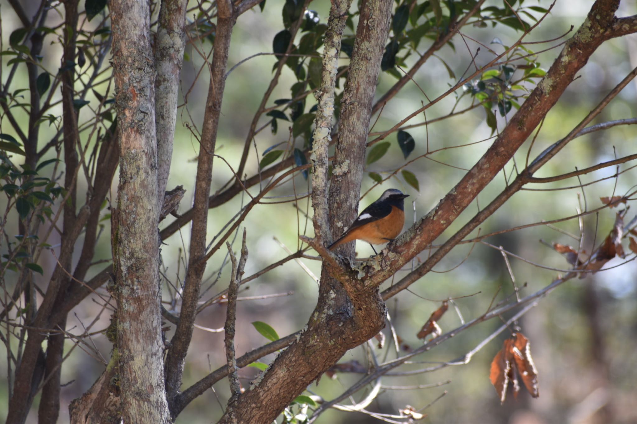 Photo of Daurian Redstart at 静岡県森林公園 by roro