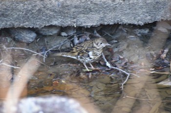 White's Thrush 静岡県森林公園 Sat, 2/4/2023