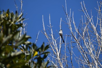 Long-tailed Tit 静岡県森林公園 Sat, 2/4/2023