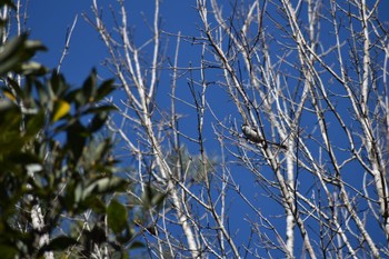 Long-tailed Tit 静岡県森林公園 Sat, 2/4/2023