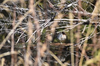 コガモ 静岡県森林公園 2023年2月4日(土)