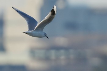 ズグロカモメ ふなばし三番瀬海浜公園 2023年1月28日(土)