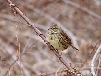 2023年2月3日(金) ふれあい松戸川の野鳥観察記録