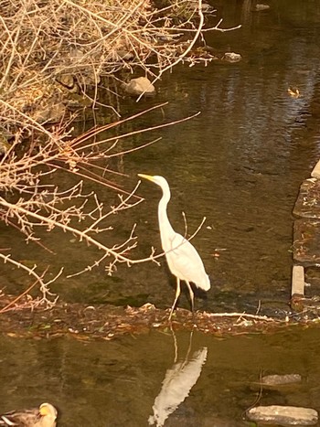 Great Egret 都立八国山緑地 Sat, 2/4/2023