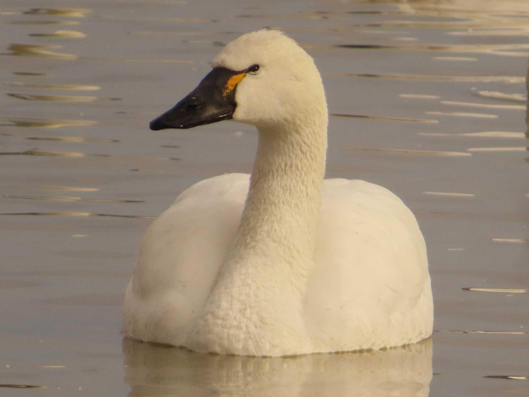 Photo of Tundra Swan(columbianus) at 本埜村白鳥の郷 by ゆ