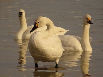 アメリカコハクチョウ 本埜村白鳥の郷 2023年2月4日(土)