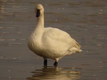 Tundra Swan(columbianus) 本埜村白鳥の郷 Sat, 2/4/2023