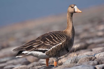 2023年2月4日(土) 狭山湖の野鳥観察記録