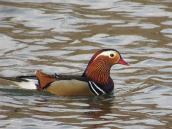 Mandarin Duck 兵庫県加西市 Sat, 2/4/2023