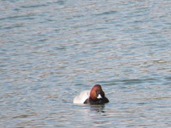 Common Pochard 小野市 Sat, 2/4/2023