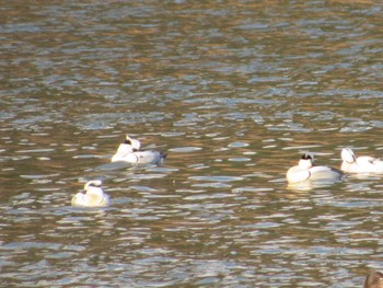 Smew 小野市 Sat, 2/4/2023