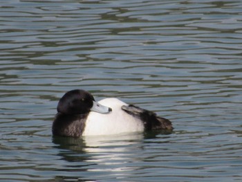 Greater Scaup 小野市 Sat, 2/4/2023