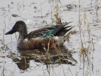 Northern Shoveler 小野市 Sat, 2/4/2023