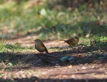 Red-flanked Bluetail 熊谷市 Sat, 2/4/2023