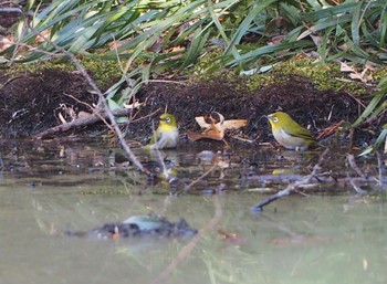 Warbling White-eye 熊谷市 Sat, 2/4/2023