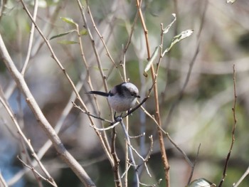 2023年2月4日(土) 東京港野鳥公園の野鳥観察記録