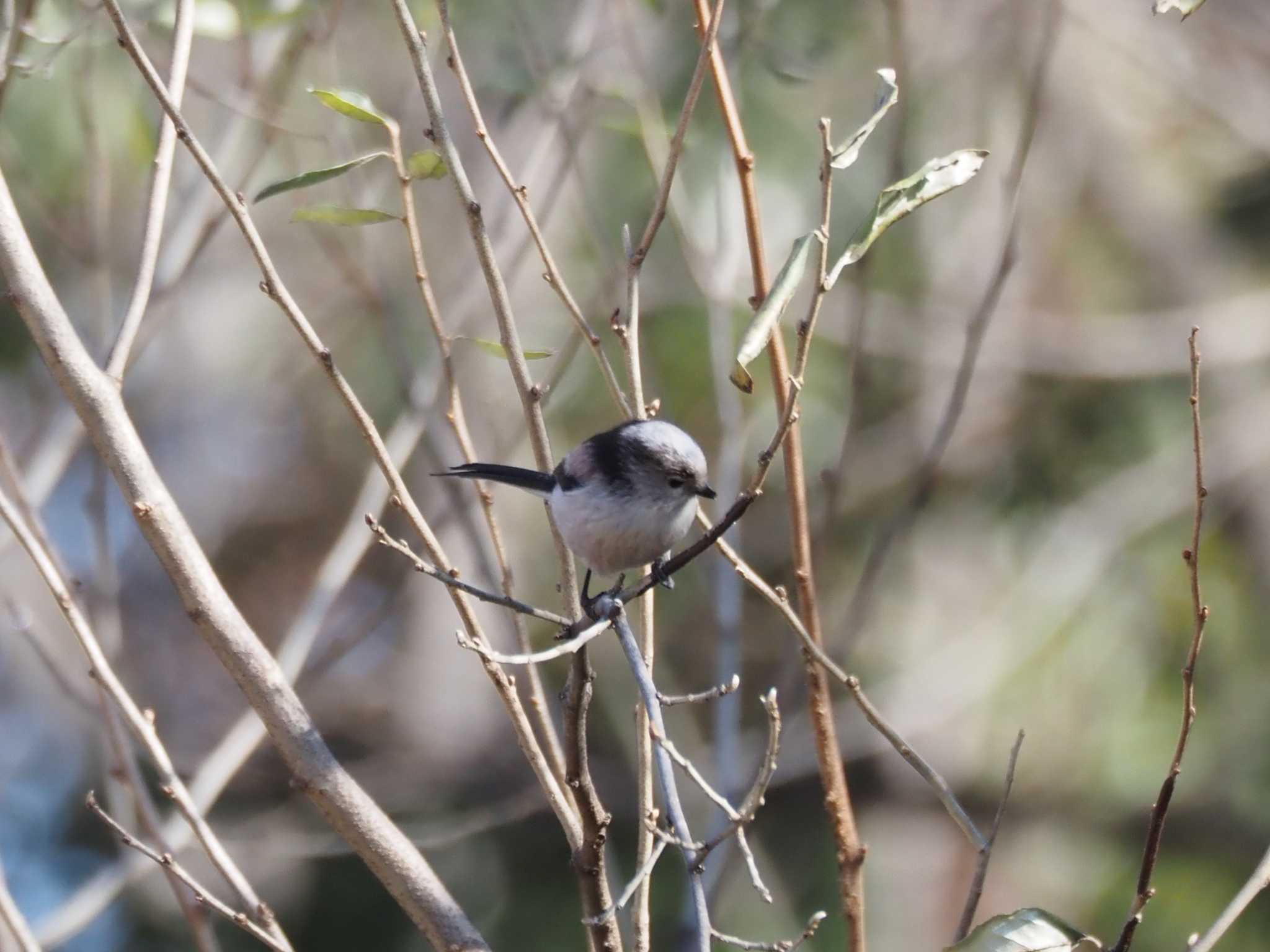 東京港野鳥公園 エナガの写真 by Masa