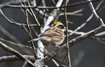 ミヤマホオジロ 場所が不明 撮影日未設定