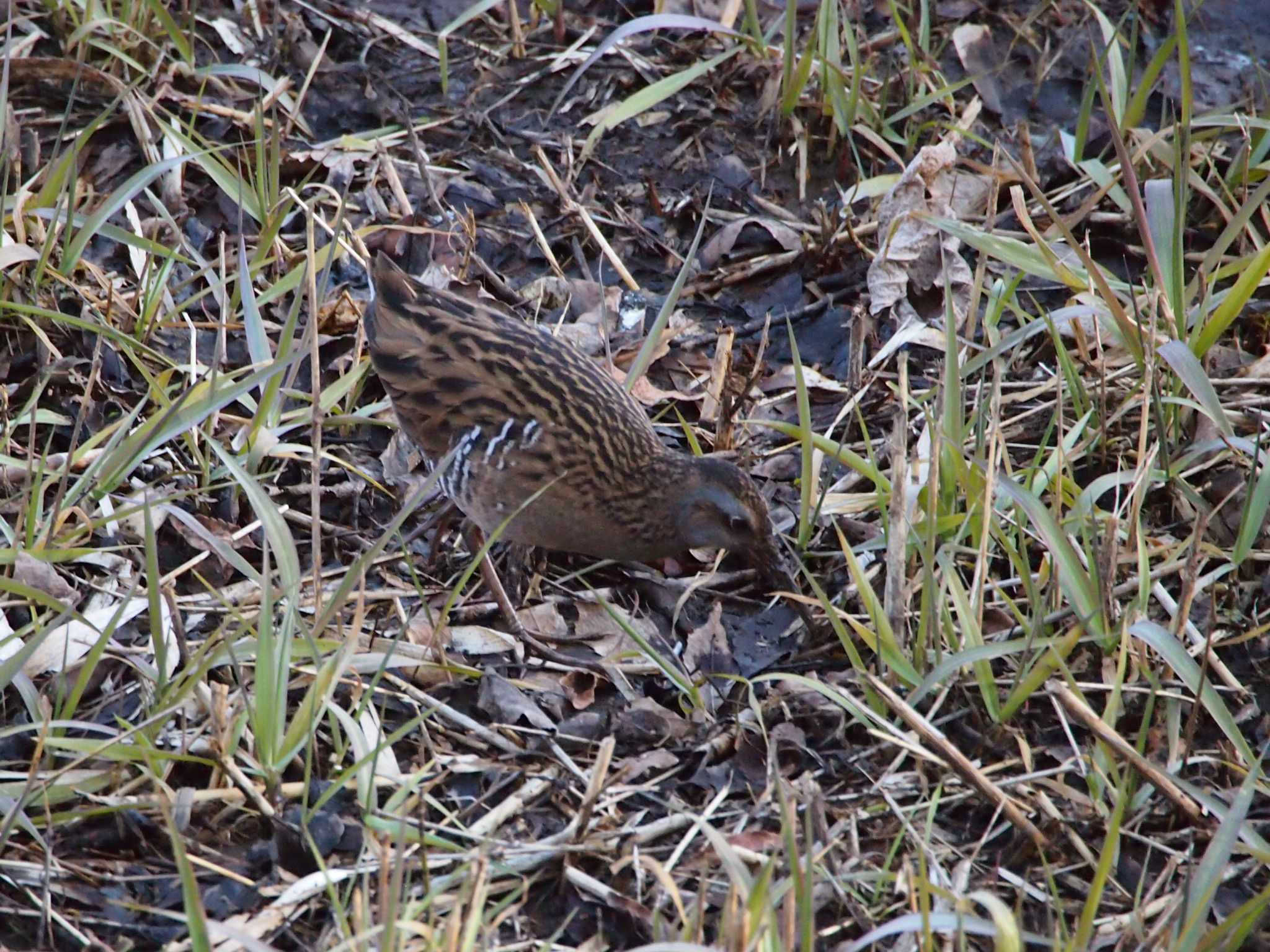 Brown-cheeked Rail