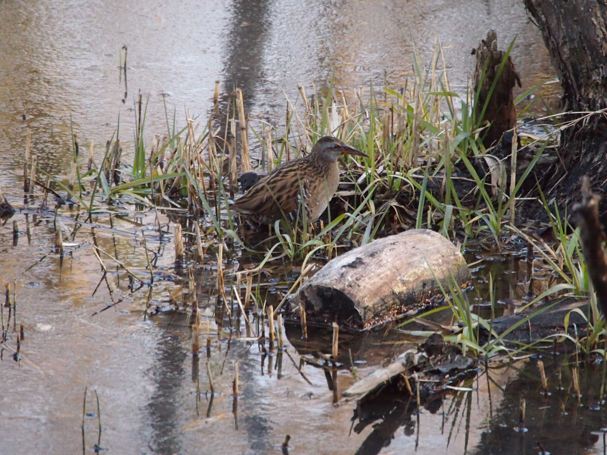 Brown-cheeked Rail