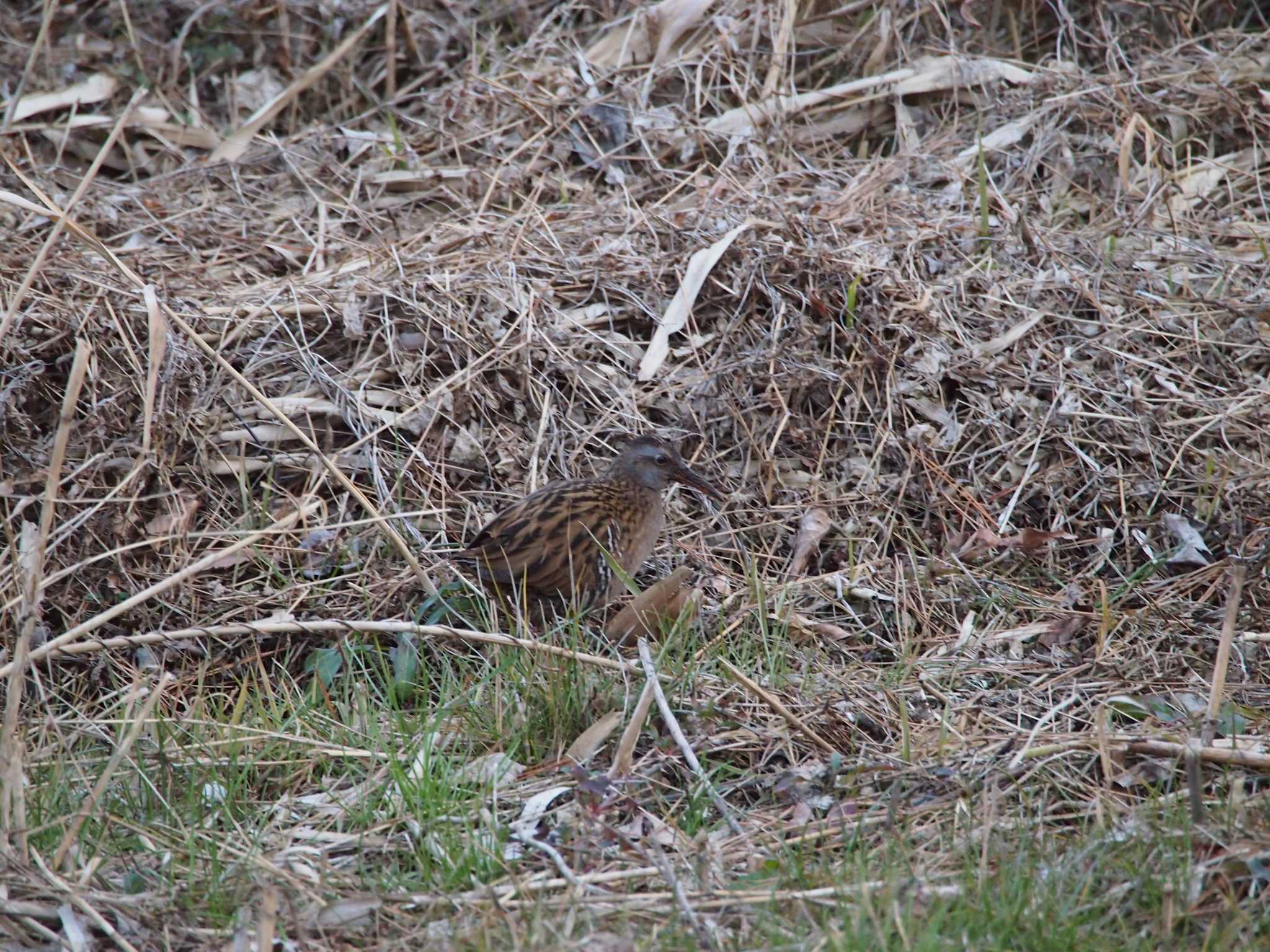 Brown-cheeked Rail