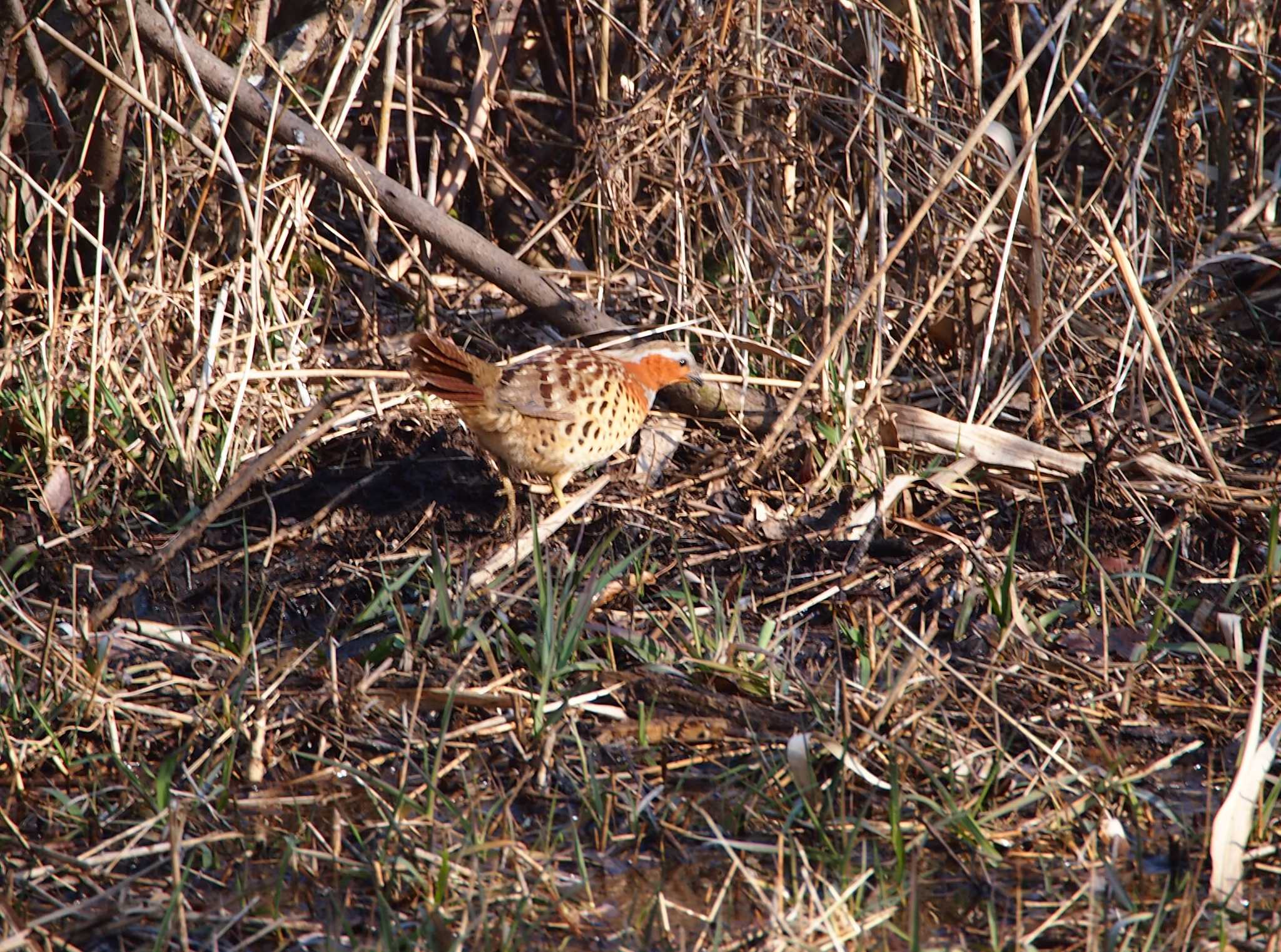 Chinese Bamboo Partridge