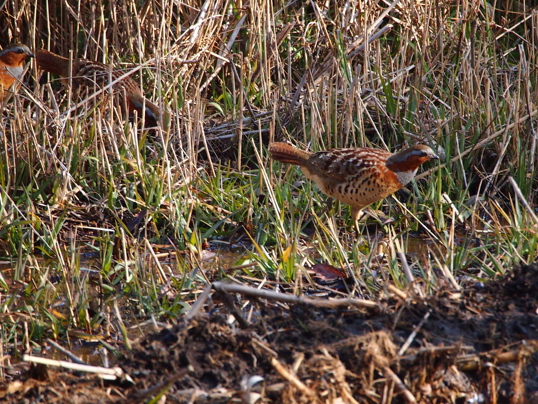 Chinese Bamboo Partridge