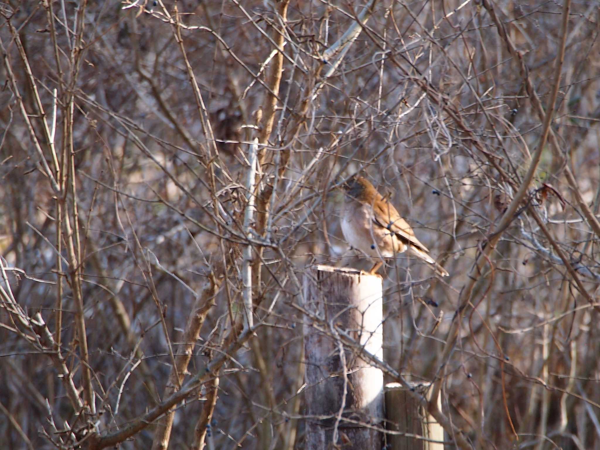 Photo of Pale Thrush at Maioka Park by 塩昆布長