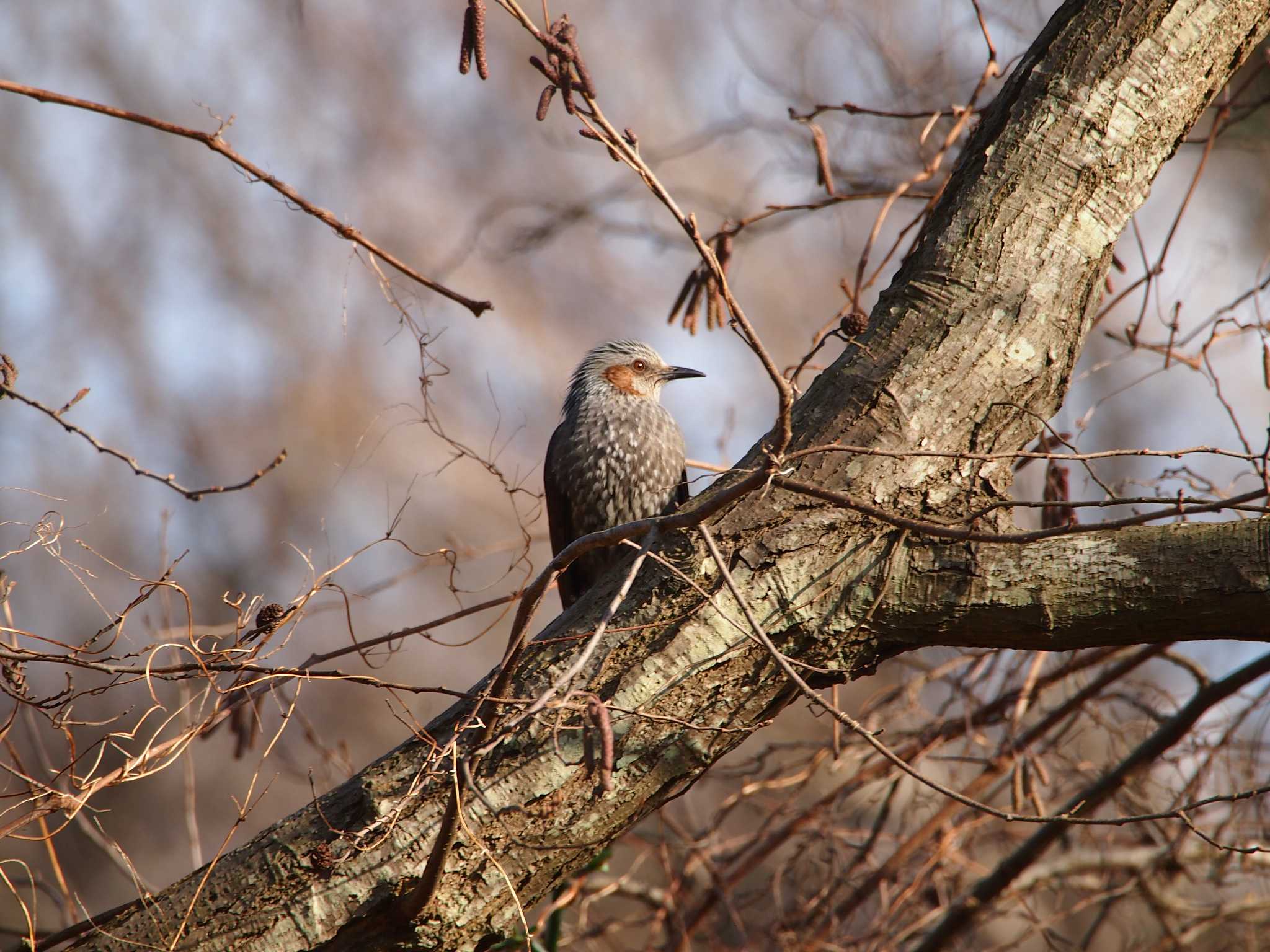 Brown-eared Bulbul