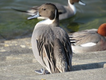 Northern Pintail 小野市 Sat, 2/4/2023