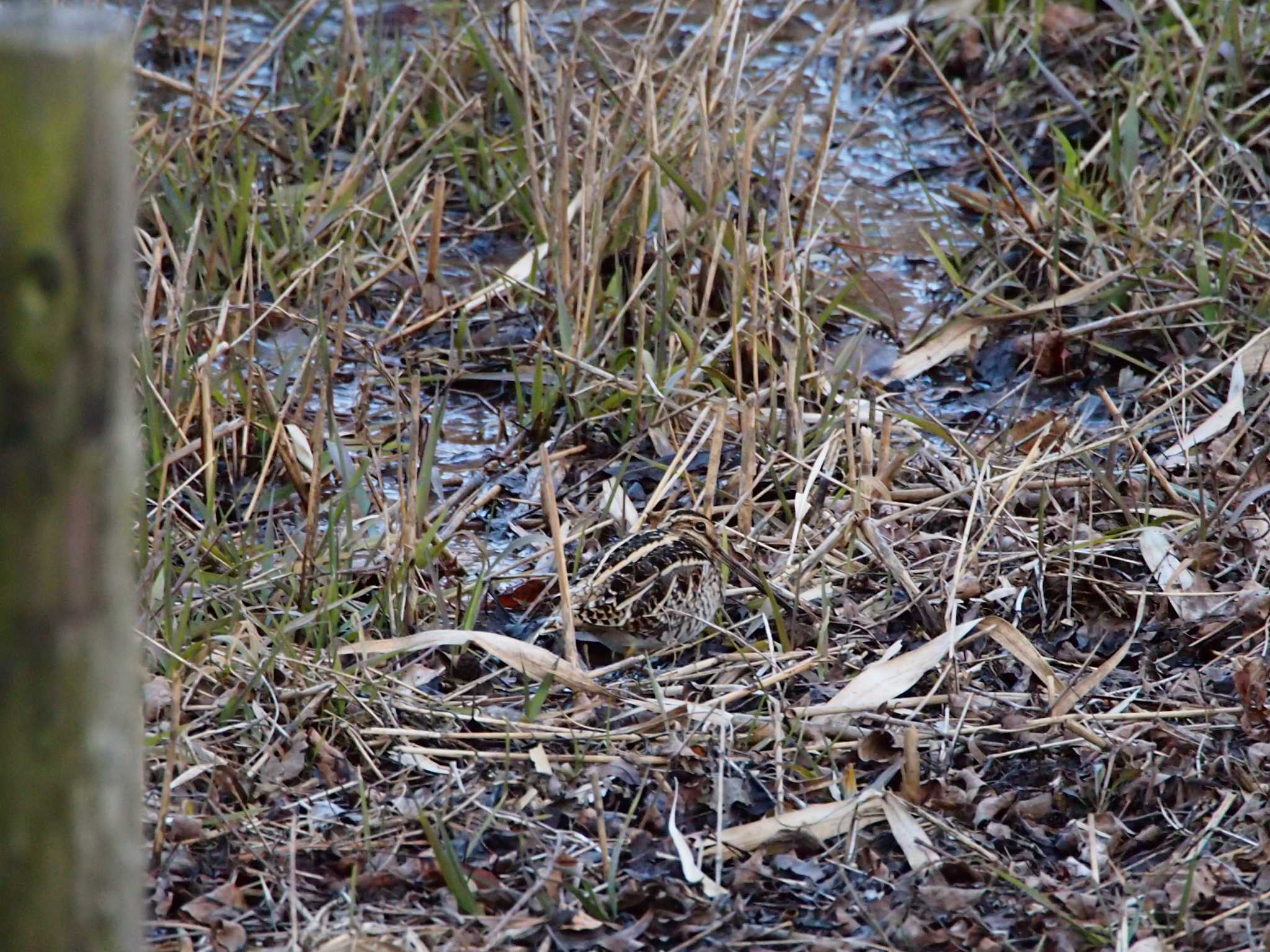 Photo of Common Snipe at Maioka Park by 塩昆布長