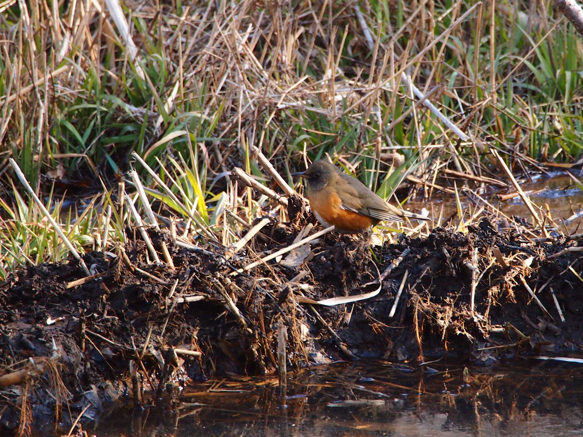 Brown-headed Thrush