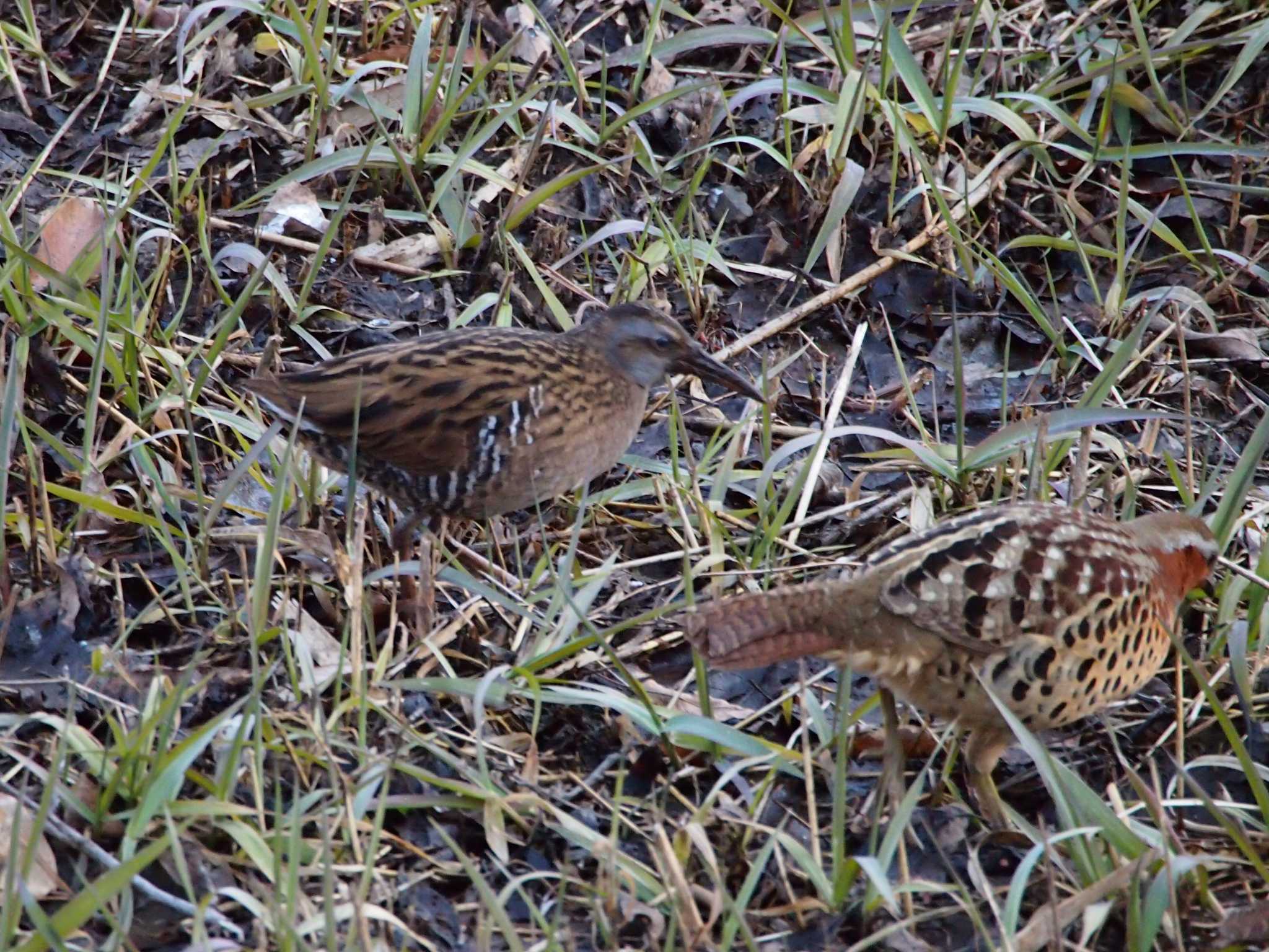 Brown-cheeked Rail