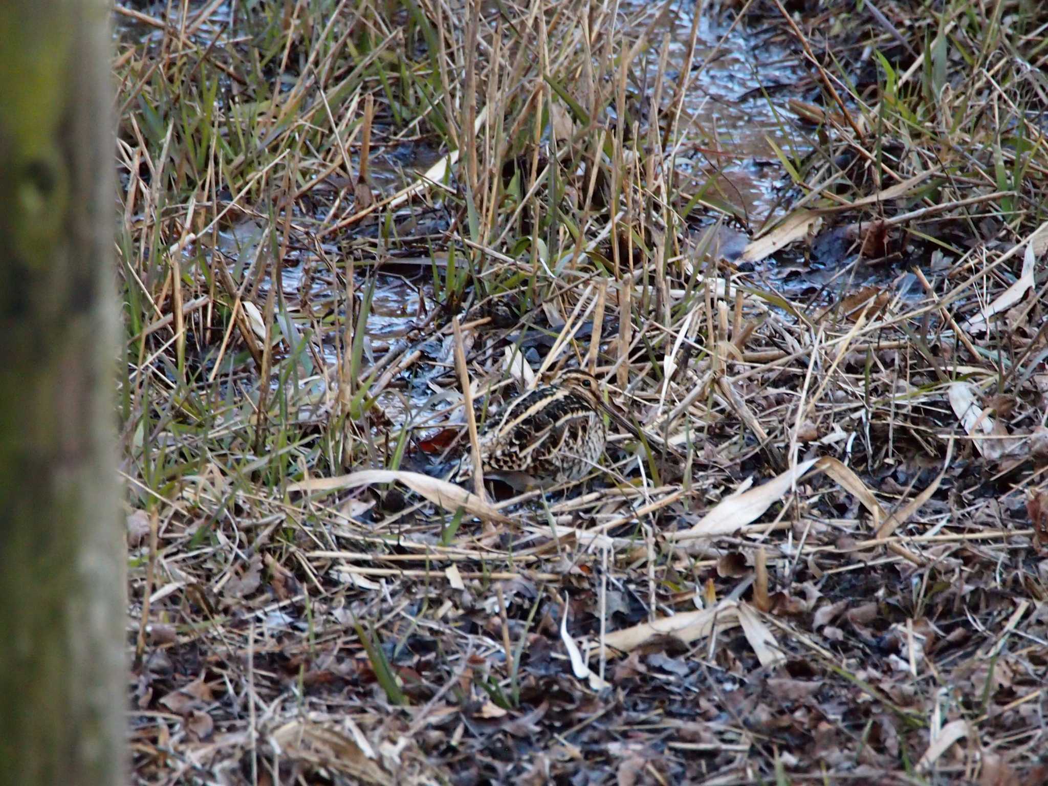 Photo of Common Snipe at Maioka Park by 塩昆布長