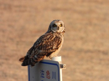 2023年2月4日(土) 江戸川河川敷の野鳥観察記録