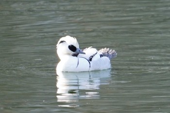 2023年2月4日(土) 大阪城公園の野鳥観察記録