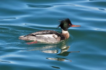 2023年1月2日(月) 日の出三番瀬沿い緑道の野鳥観察記録