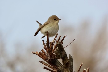 Fri, 2/3/2023 Birding report at まつぶし緑の丘公園